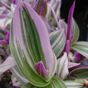 Tradescantia Pink Live Plant - Easy Care Houseplant in 4-inch Pot - Image 4