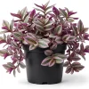 Tradescantia Pink Live Plant - Easy Care Houseplant in 4-inch Pot - Image 1