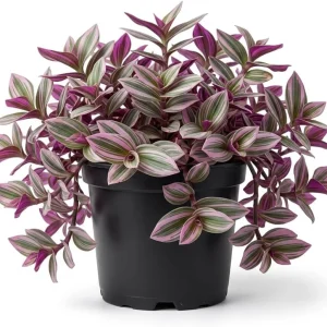 Tradescantia Pink Live Plant - Easy Care Houseplant in 4-inch Pot - Image 1