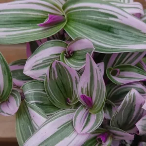 Tradescantia Pink Live Plant - Easy Care Houseplant in 4-inch Pot - Image 5