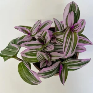 Tradescantia Pink Live Plant - Easy Care Houseplant in 4-inch Pot - Image 7