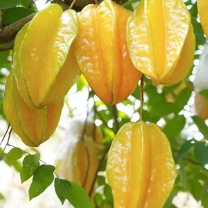 Tropical Star Fruit Seeds - 5 Seeds Averrhoa Carambola for Outdoor Planting - Image 10