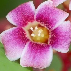 Tropical Star Fruit Seeds - 5 Seeds Averrhoa Carambola for Outdoor Planting - Image 11