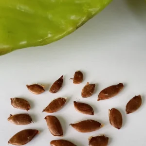 Tropical Star Fruit Seeds - 5 Seeds Averrhoa Carambola for Outdoor Planting - Image 2