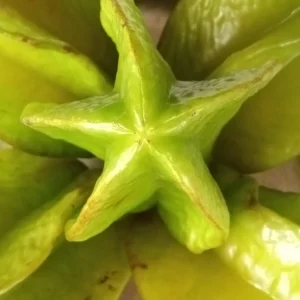Tropical Star Fruit Seeds - 5 Seeds Averrhoa Carambola for Outdoor Planting - Image 3