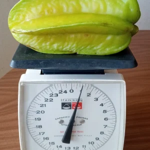 Tropical Star Fruit Seeds - 5 Seeds Averrhoa Carambola for Outdoor Planting - Image 4