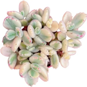 Variegated Bear's Paw Succulent Live Plant - Cotyledon Tomentosa - 4 Inch Pot - Indoor - Image 2