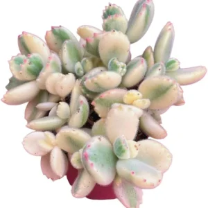 Variegated Bear's Paw Succulent Live Plant - Cotyledon Tomentosa - 4 Inch Pot - Indoor - Image 3