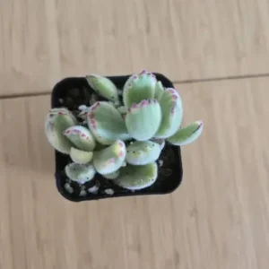 Variegated Bear's Paw Succulent Live Plant - Cotyledon Tomentosa 2