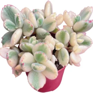 Variegated Bear's Paw Succulent Live Plant - Cotyledon Tomentosa - 4 Inch Pot - Indoor - Image 4