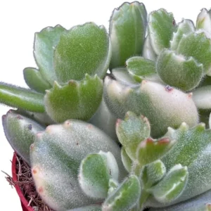 Variegated Bear's Paw Succulent Live Plant - Cotyledon Tomentosa - 4 Inch Pot - Indoor - Image 5