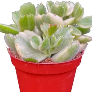 Variegated Bear's Paw Succulent Live Plant - Cotyledon Tomentosa 2