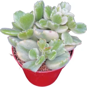 Variegated Bear's Paw Succulent Live Plant - Cotyledon Tomentosa - 4 Inch Pot - Indoor - Image 6