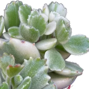 Variegated Bear's Paw Succulent Live Plant - Cotyledon Tomentosa - 4 Inch Pot - Indoor - Image 7