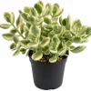 Variegated Bear's Paw Succulent Live Plant - Cotyledon Tomentosa - 4 Inch Pot - Indoor - Image 1