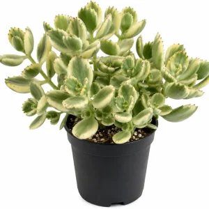 Variegated Bear's Paw Succulent Live Plant - Cotyledon Tomentosa - 4 Inch Pot - Indoor - Image 1