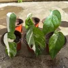 Variegated Epipremnum Pinnatum Albo Live Plant – 4 inch Pot - Image 1