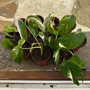 Variegated Epipremnum Pinnatum Albo Live Plant – 4 inch Pot – Indoor - Image 2