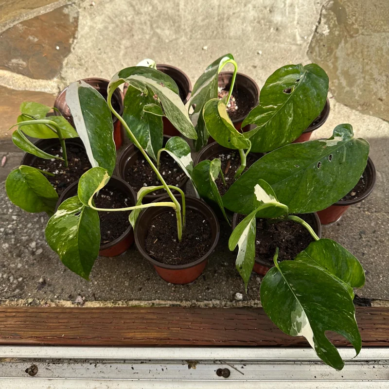 Variegated Epipremnum Pinnatum Albo Live Plant – 4 inch Pot – Indoor - Image 2
