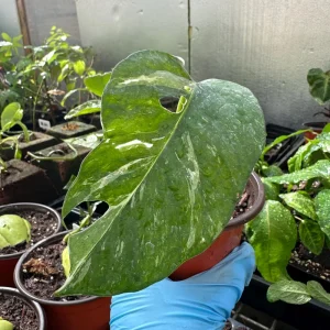 Variegated Epipremnum Pinnatum Albo Live Plant – 4 inch Pot - Image 2