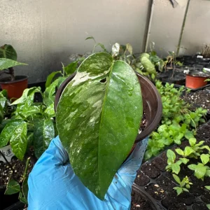 Variegated Epipremnum Pinnatum Albo Live Plant – 4 inch Pot - Image 3