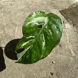 Variegated Epipremnum Pinnatum Albo Live Plant – 4 inch Pot - Image 4