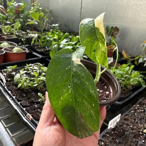 Variegated Epipremnum Pinnatum Albo Live Plant – 4 inch Pot – Indoor - Image 4