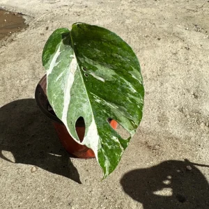 Variegated Epipremnum Pinnatum Albo Live Plant – 4 inch Pot - Image 5
