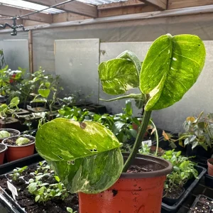 Variegated Epipremnum Pinnatum Albo Live Plant – 4 inch Pot – Indoor - Image 5