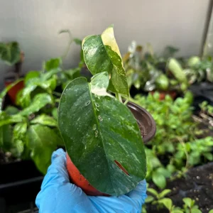 Variegated Epipremnum Pinnatum Albo Live Plant – 4 inch Pot - Image 6