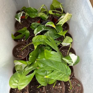 Variegated Epipremnum Pinnatum Albo Live Plant – 4 inch Pot - Image 7