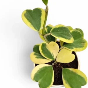 Variegated Hoya Kerrii Hearts Live Plant - Sweetheart Hoya, Waxflower Vine, 2" Pot - Image 2