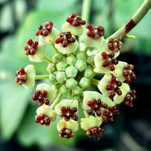 Variegated Hoya Kerrii Hearts Live Plant - Sweetheart Hoya, Waxflower Vine, 2