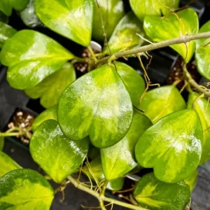 Variegated Hoya Kerrii Hearts Live Plant - Sweetheart Hoya, Waxflower Vine, 2