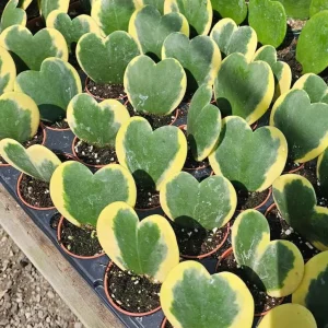 Variegated Hoya Kerrii Hearts Live Plant - Sweetheart Hoya, Waxflower Vine, 2
