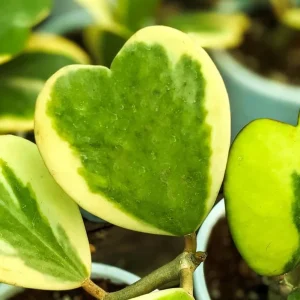Variegated Hoya Kerrii Hearts Live Plant - Sweetheart Hoya, Waxflower Vine, 2