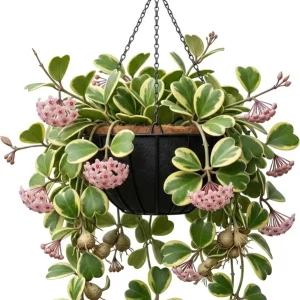 Variegated Hoya Kerrii Hearts Live Plant - Sweetheart Hoya, Waxflower Vine, 2" Pot - Image 1