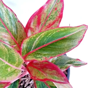 Variegated Red Aglaonema Chinese Evergreen Live Plant - Rooted Tropical Houseplant Indoor - Image 2