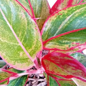 Variegated Red Aglaonema Chinese Evergreen Live Plant - Rooted Tropical Houseplant Indoor - Image 3