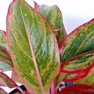Variegated Red Aglaonema Chinese Evergreen Live Plant - Rooted Tropical Houseplant Indoor - Image 1