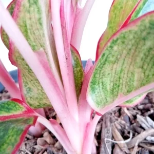 Variegated Red Aglaonema Chinese Evergreen Live Plant - Rooted Tropical Houseplant Indoor - Image 4