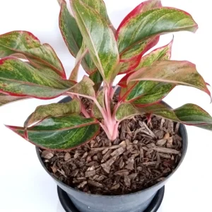 Variegated Red Aglaonema Chinese Evergreen Live Plant - Rooted Tropical Houseplant Indoor - Image 5
