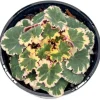 Variegated Strawberry Begonia Live Plant - Tricolor Houseplant in 4-inch Pot - Image 1