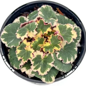 Variegated Strawberry Begonia Live Plant - Tricolor Houseplant in 4-inch Pot - Image 1