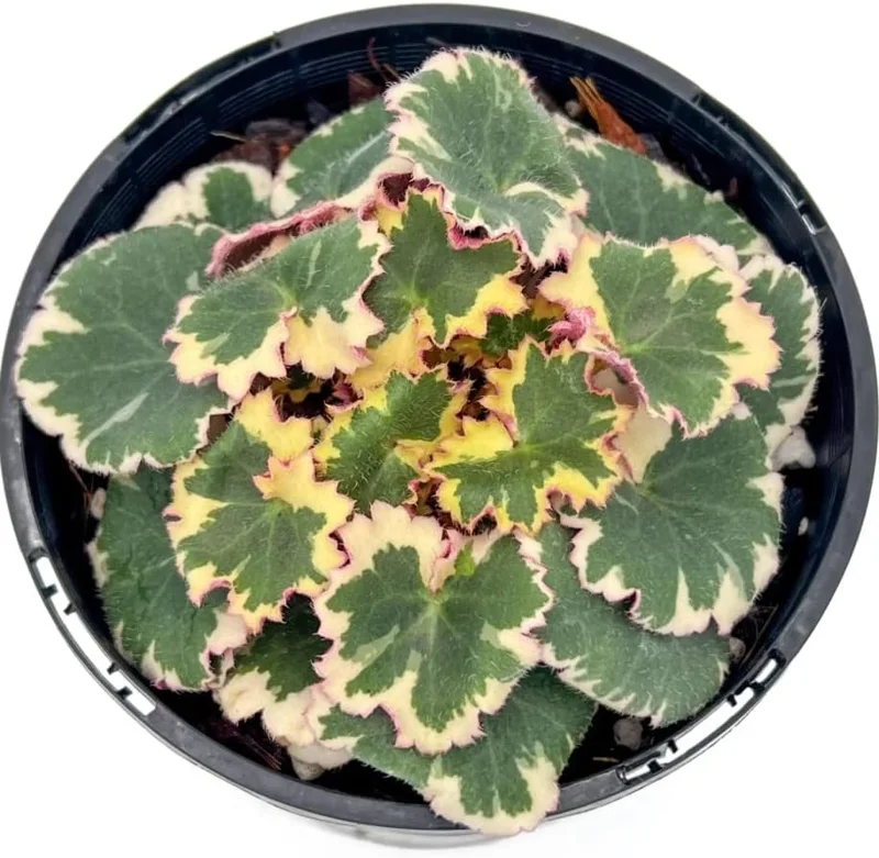 Variegated Strawberry Begonia Live Plant - Tricolor Houseplant in 4-inch Pot - Image 1
