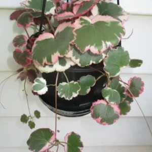 Variegated Strawberry Begonia Live Plant - Tricolor Houseplant in 4-inch Pot - Image 2