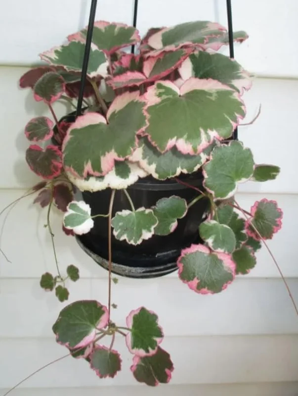 Variegated Strawberry Begonia Live Plant - Tricolor Houseplant in 4-inch Pot - Image 2