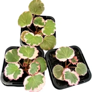 Variegated Strawberry Begonia Live Plant - Tricolor Houseplant in 4-inch Pot - Image 3