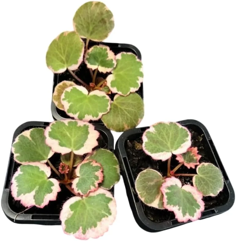Variegated Strawberry Begonia Live Plant - Tricolor Houseplant in 4-inch Pot - Image 3