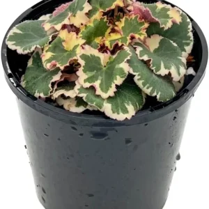 Variegated Strawberry Begonia Live Plant - Tricolor Houseplant in 4-inch Pot - Image 4